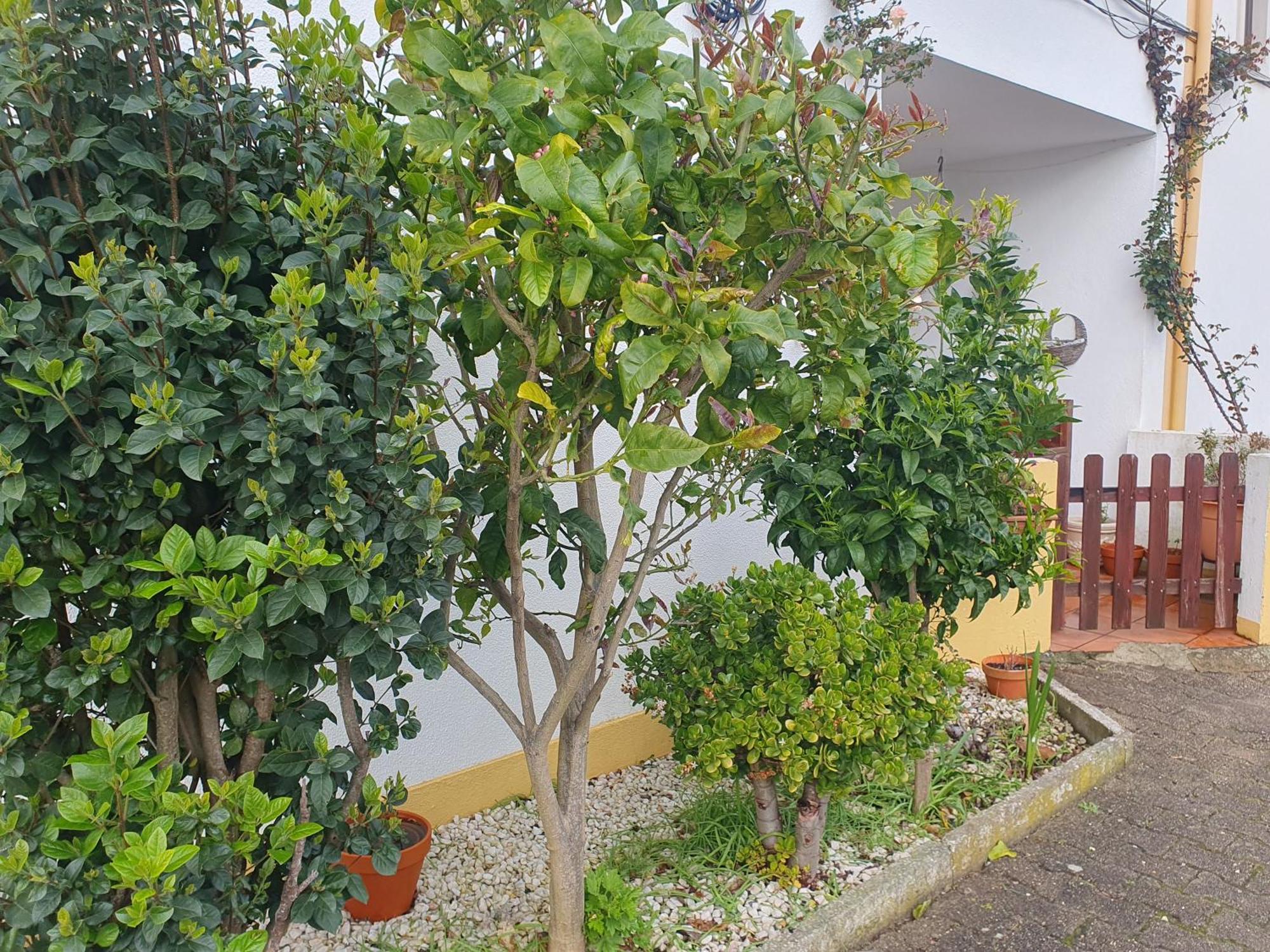 Cintra Homestay Sintra